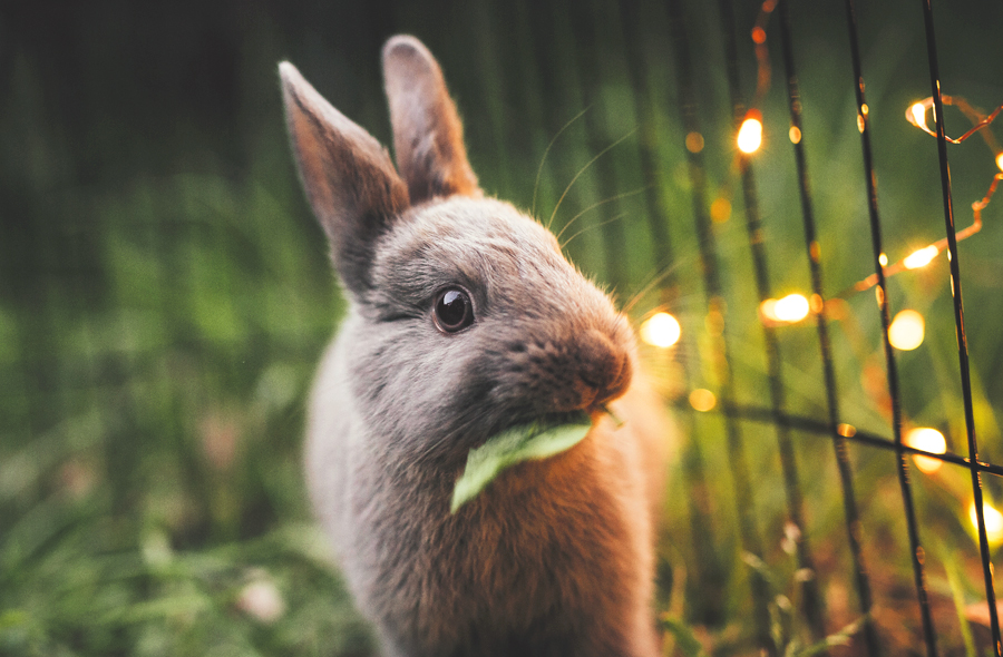 Images aléatoires d'animaux