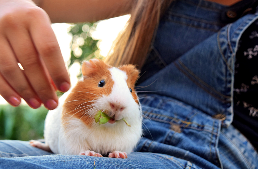 Images aléatoires d'animaux