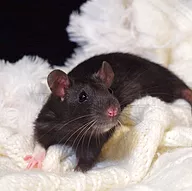 Première photo de l'animal