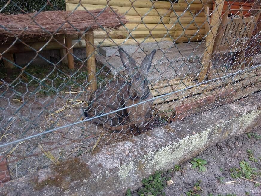 Première photo de l'animal