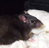 Première photo de l'animal