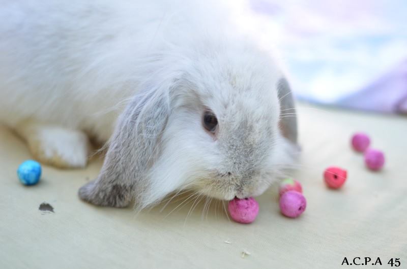 Première photo de l'animal