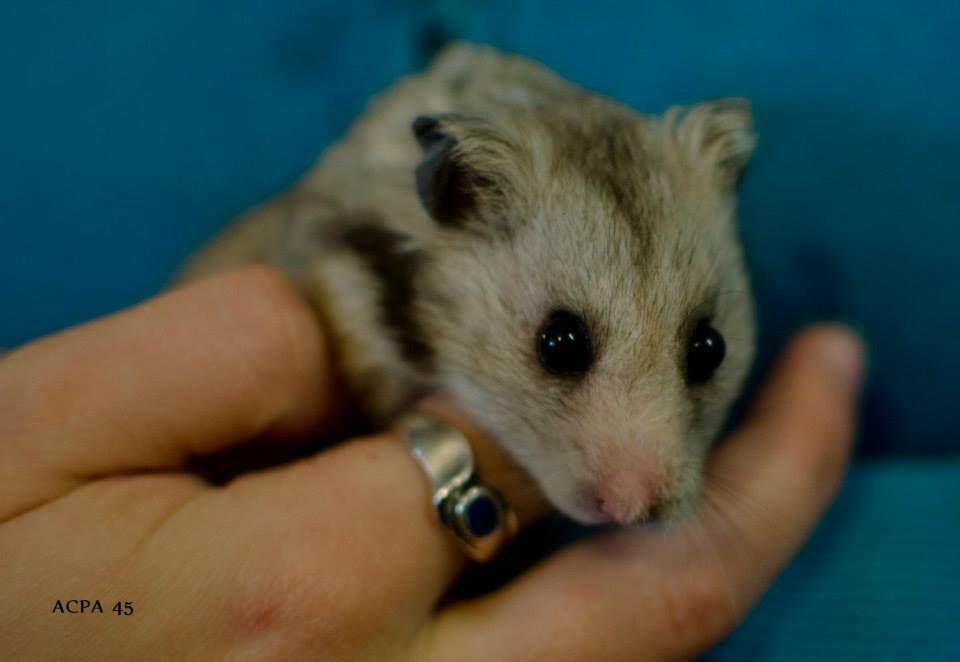 Première photo de l'animal