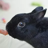 Première photo de l'animal