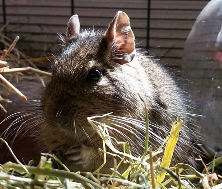 Première photo de l'animal