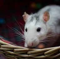 Première photo de l'animal