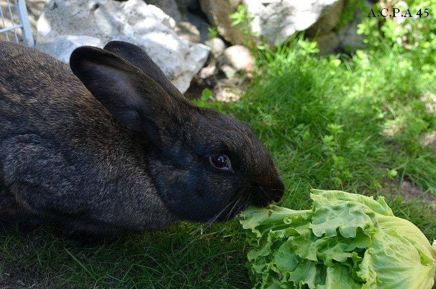 Première photo de l'animal