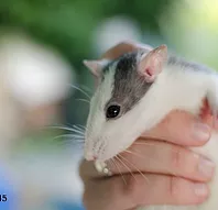 Première photo de l'animal