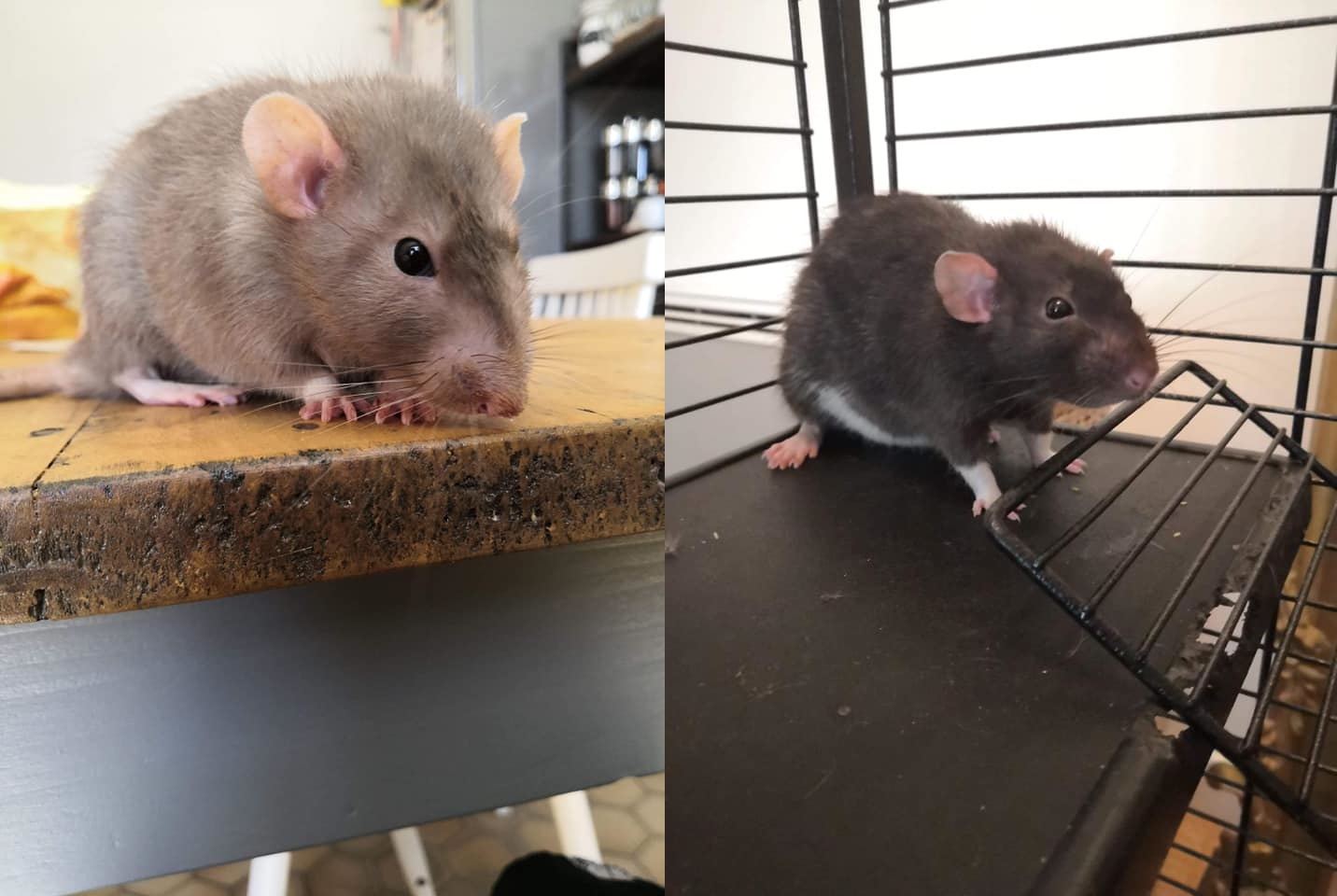 Première photo de l'animal
