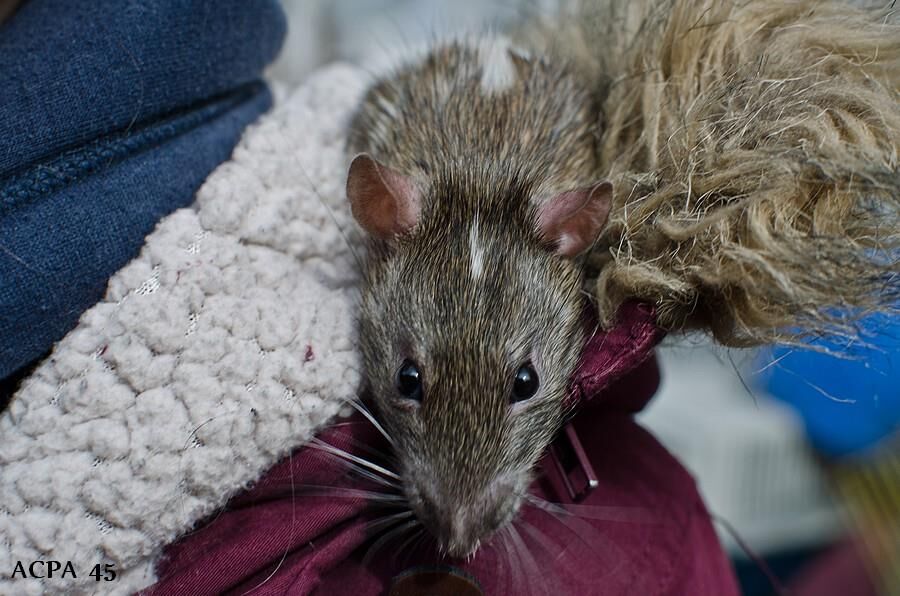 Première photo de l'animal