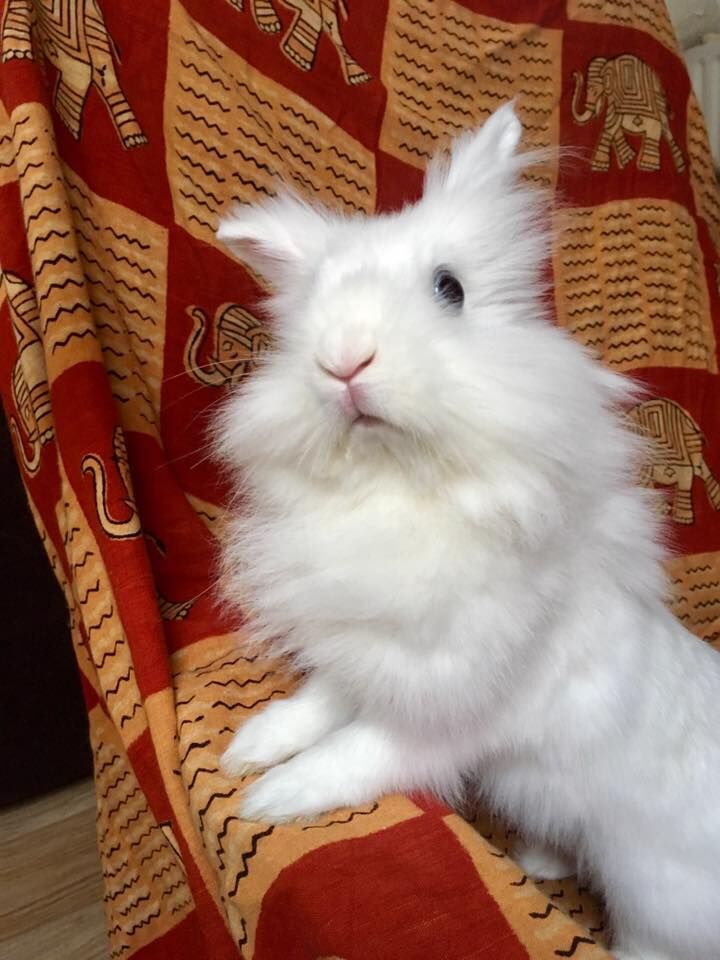 Première photo de l'animal