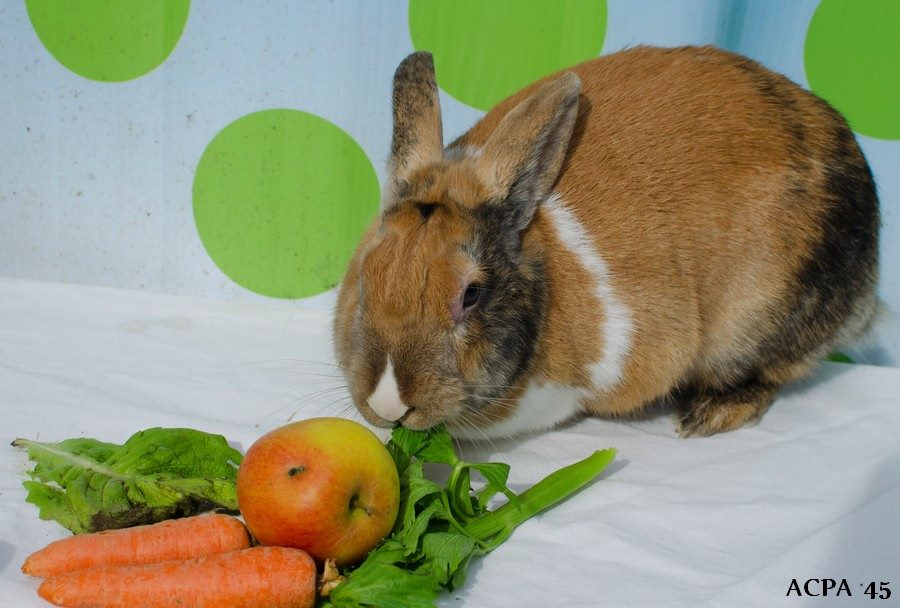 Première photo de l'animal