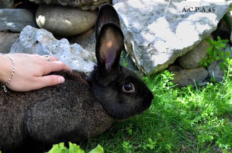 Première photo de l'animal