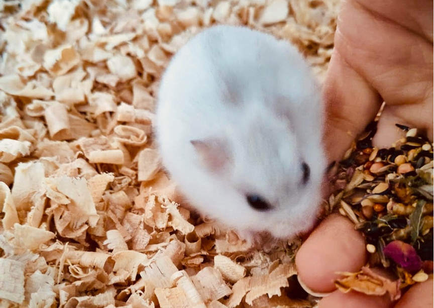 Première photo de l'animal