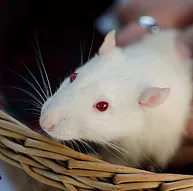 Première photo de l'animal