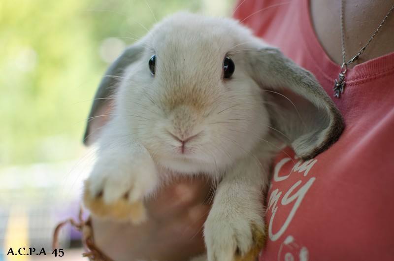 Première photo de l'animal