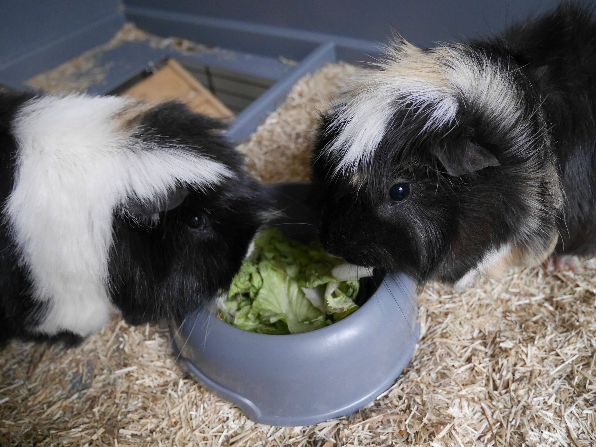 Première photo de l'animal