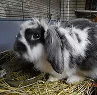 Première photo de l'animal