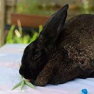 Première photo de l'animal