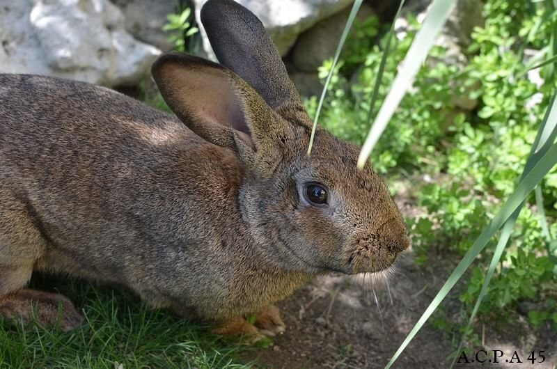 Première photo de l'animal