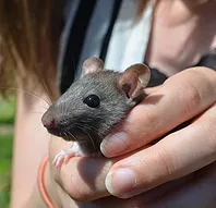 Première photo de l'animal