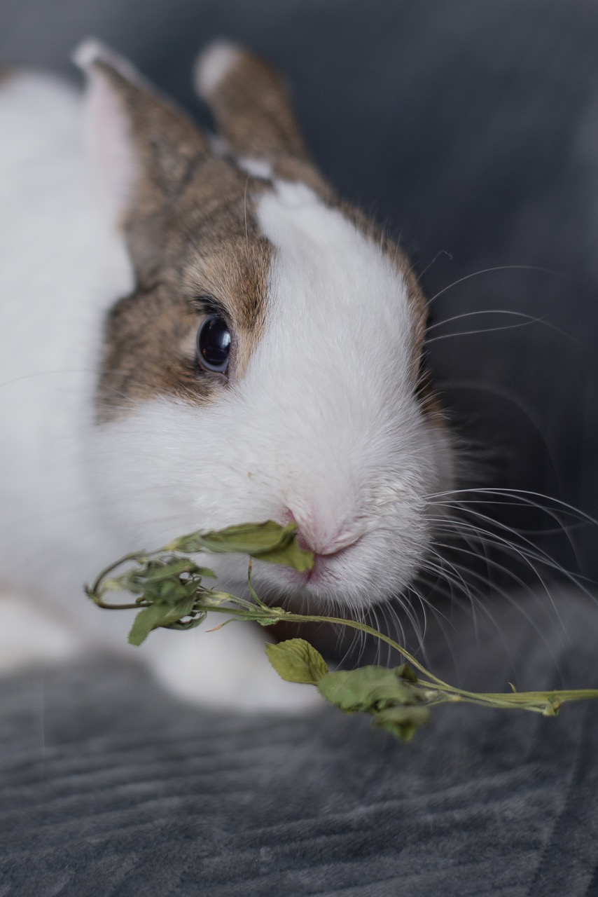 Première photo de l'animal