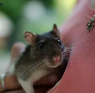 Première photo de l'animal