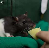 Première photo de l'animal