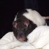 Première photo de l'animal