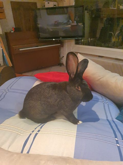 Première photo de l'animal