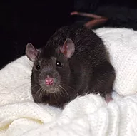 Première photo de l'animal