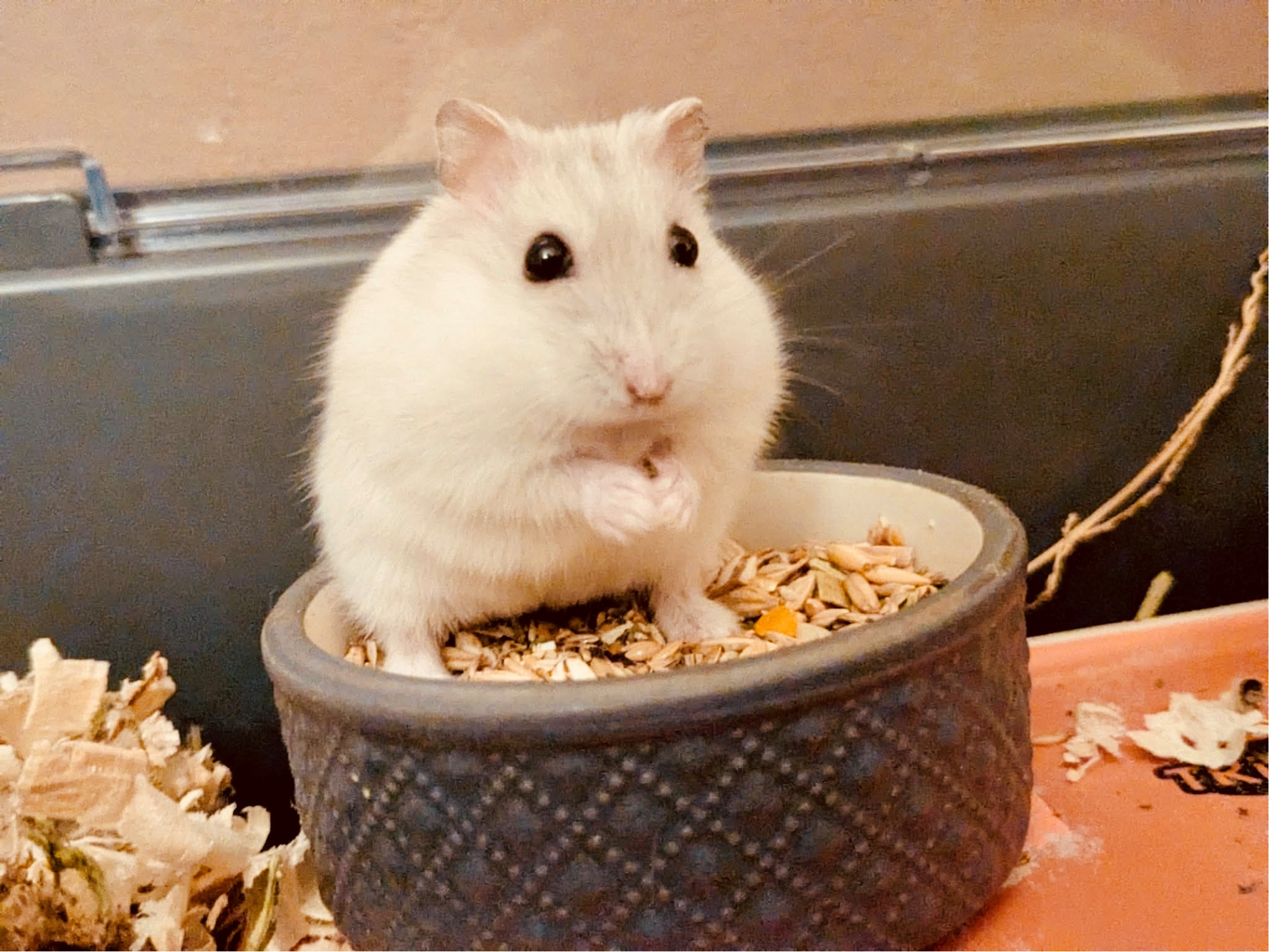 Première photo de l'animal