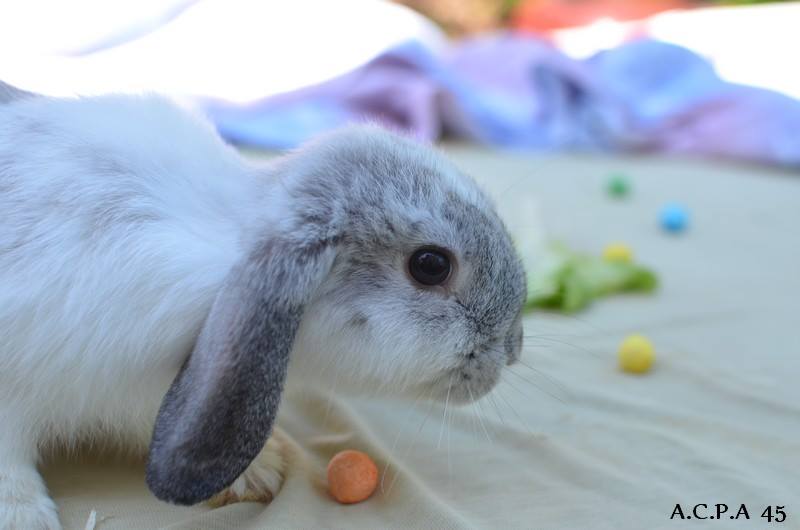 Première photo de l'animal