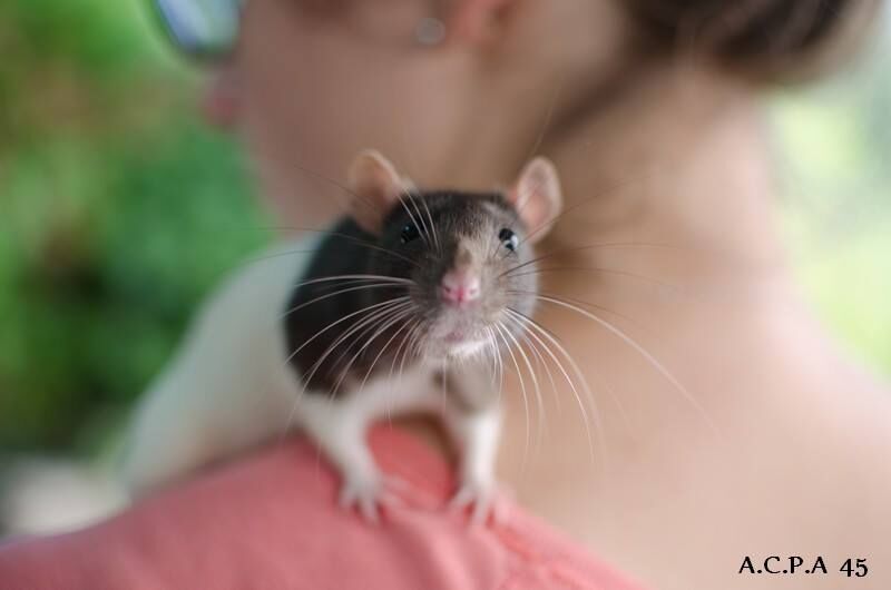 Première photo de l'animal