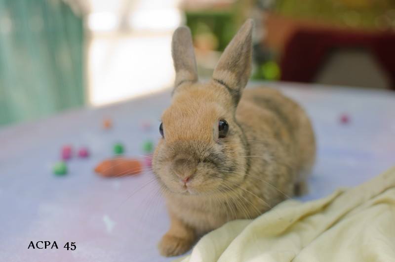 Première photo de l'animal