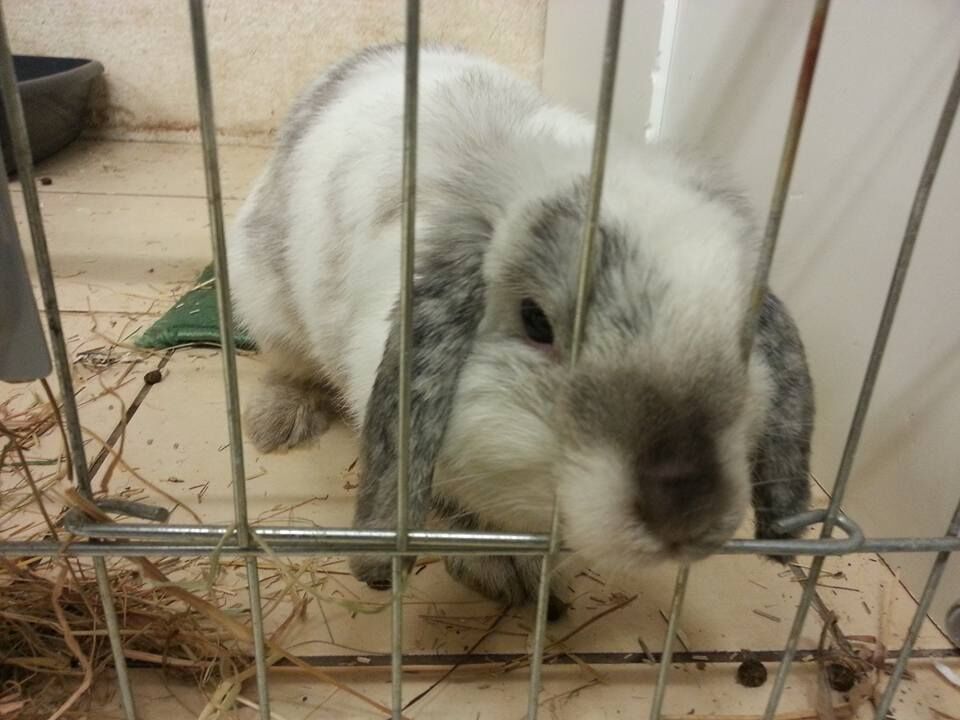 Première photo de l'animal